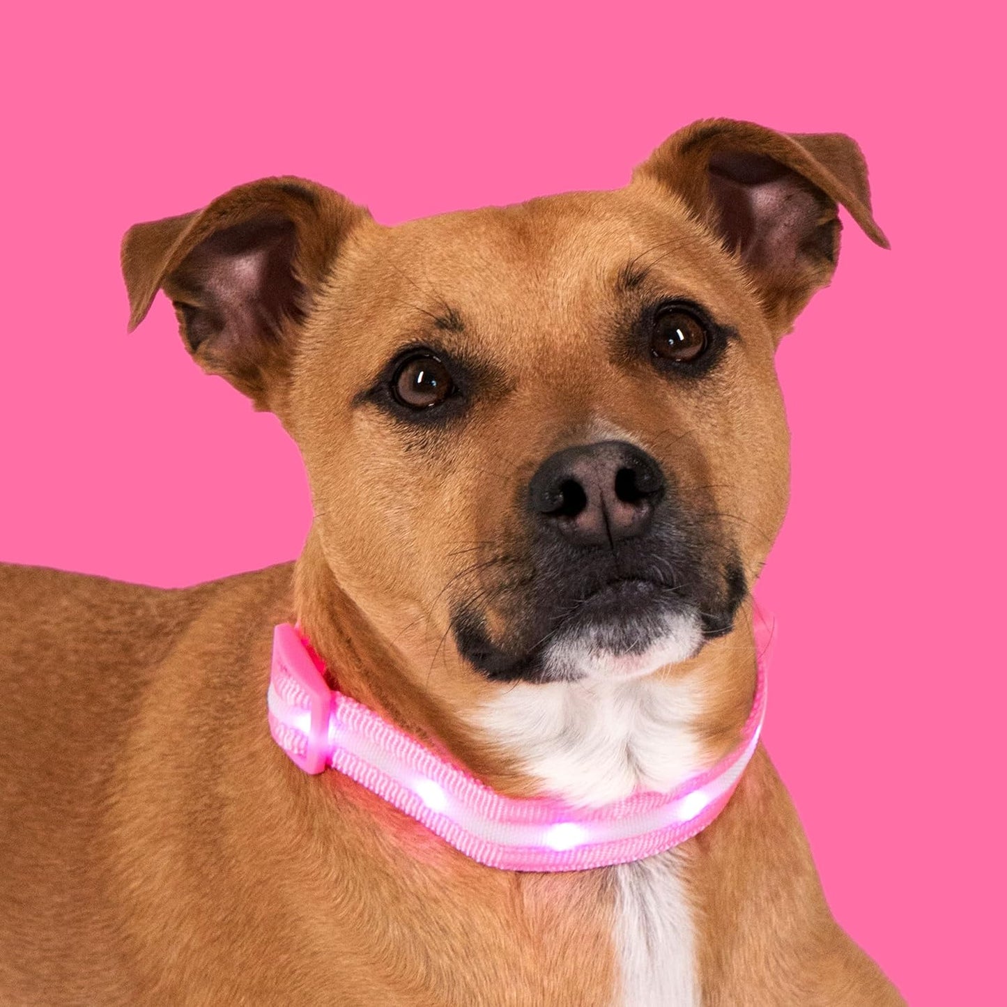 Glow-in-the-Dark Pup Bling - The Original Disco Collar for Dogs - Rechargeable, Waterproof, and Visible from Outer Space - Perfect for Posh Poodles and Chunky Chihuahuas!