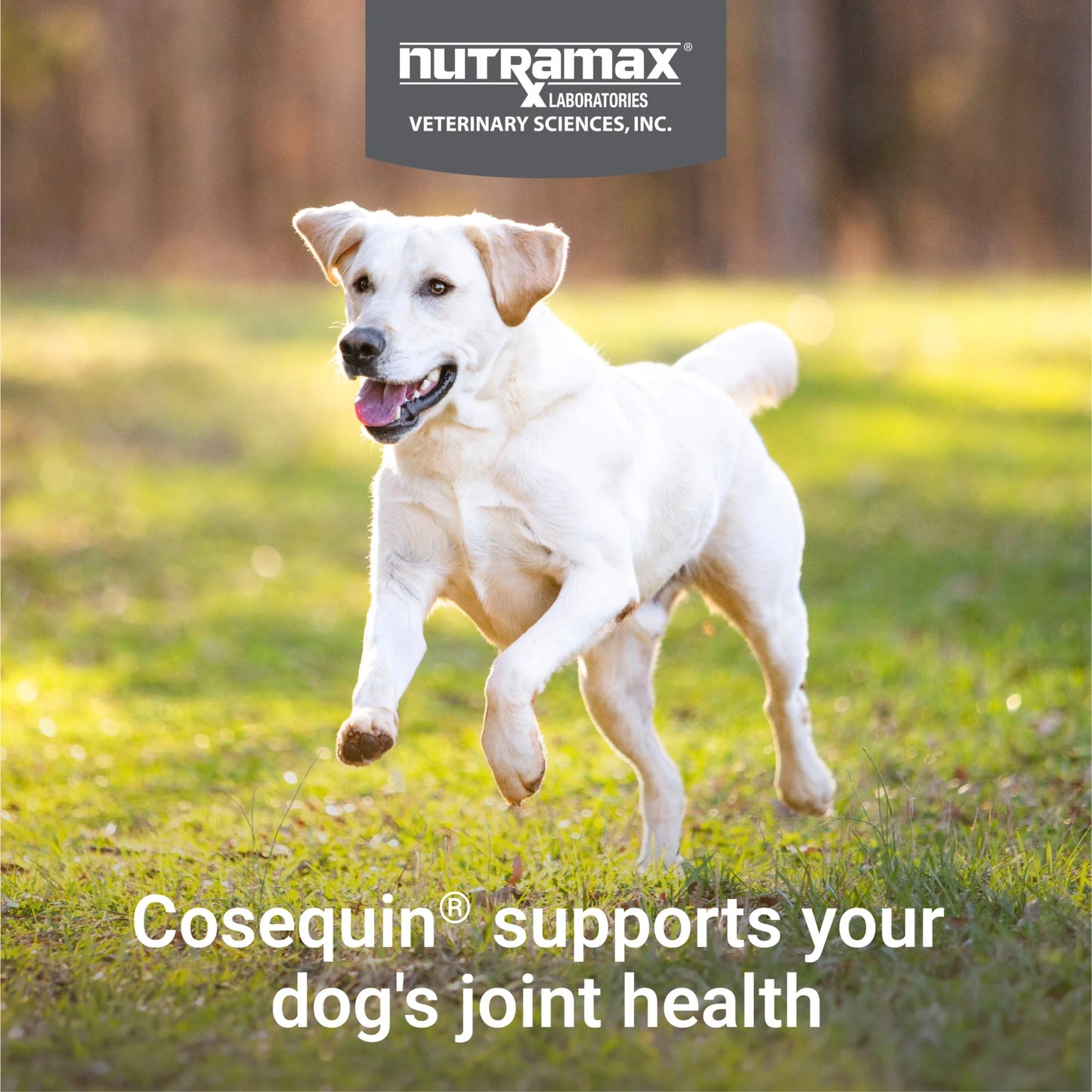 Nutramax Cosequin for Dogs Joint Health Supplement, Chewable Tablets, 60 Count