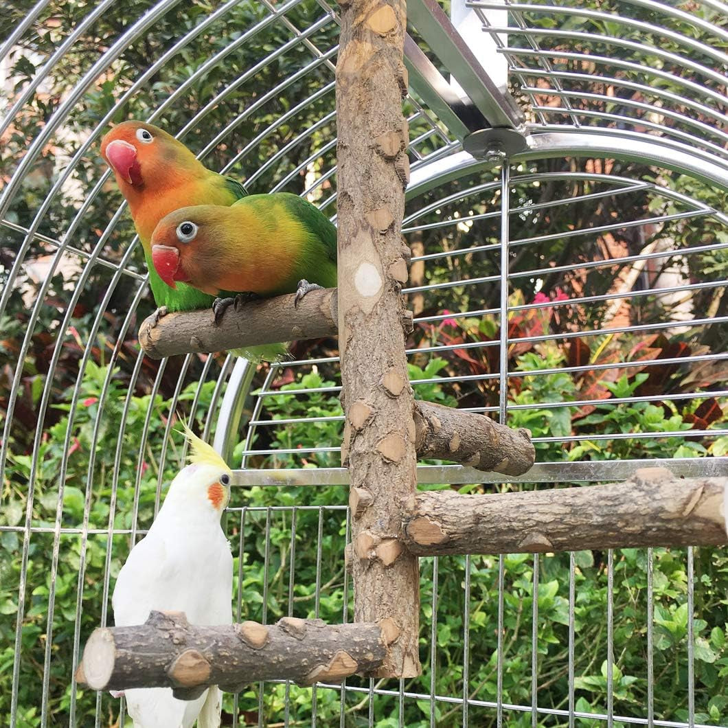 Birds of a Feather Spa Together: The Chillaxin' Lounge for Parrots Who Love to Preen and Prance!