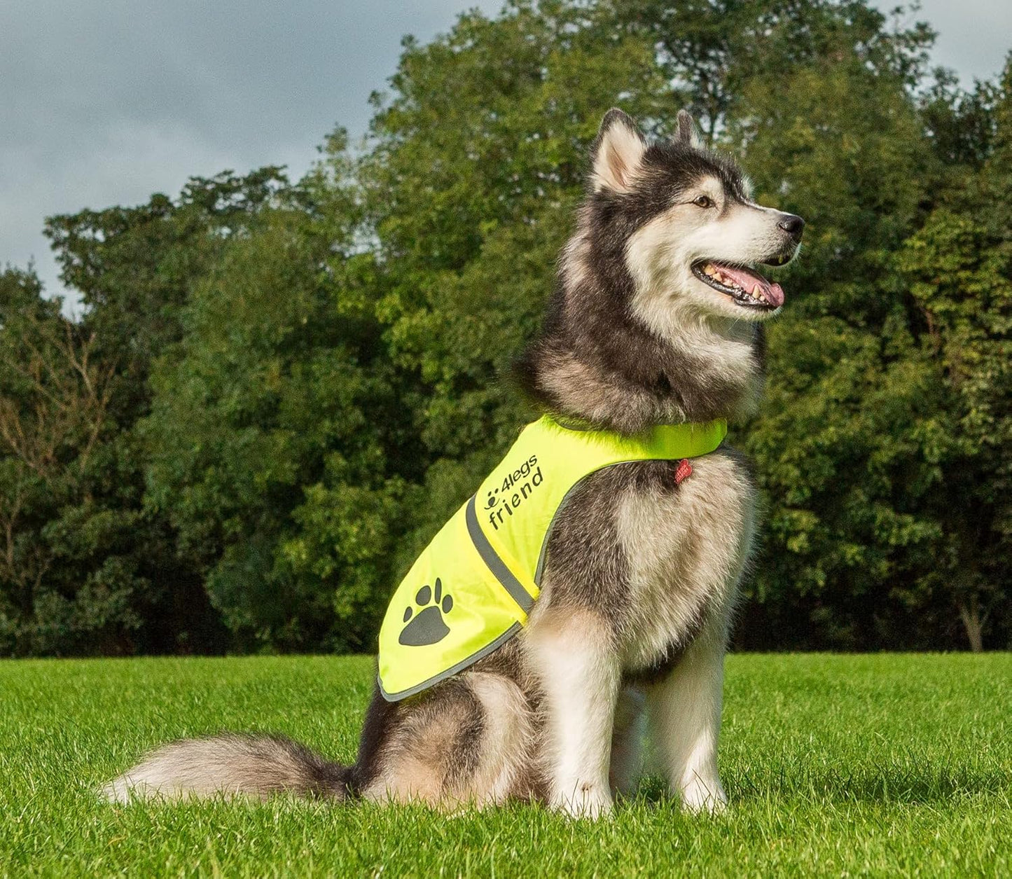 Safety Reflective Vest for Dogs - High Visibility for Outdoor Activity Day and Night, Protect Your Pet from Cars & Hunting Accidents