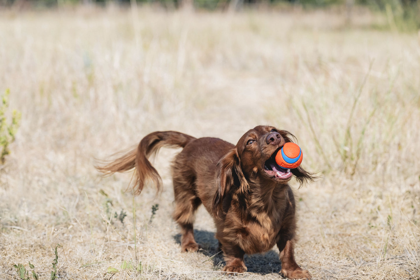Ultra Ball Rubber Fetch Dog Toy, Small for Dogs up to 20 Lb, Pack of 2, Multcolor