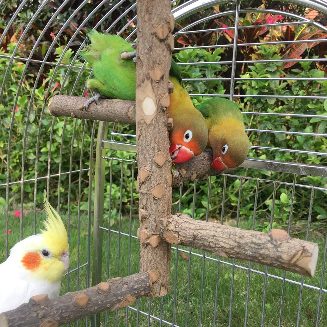 Birds of a Feather Spa Together: The Chillaxin' Lounge for Parrots Who Love to Preen and Prance!