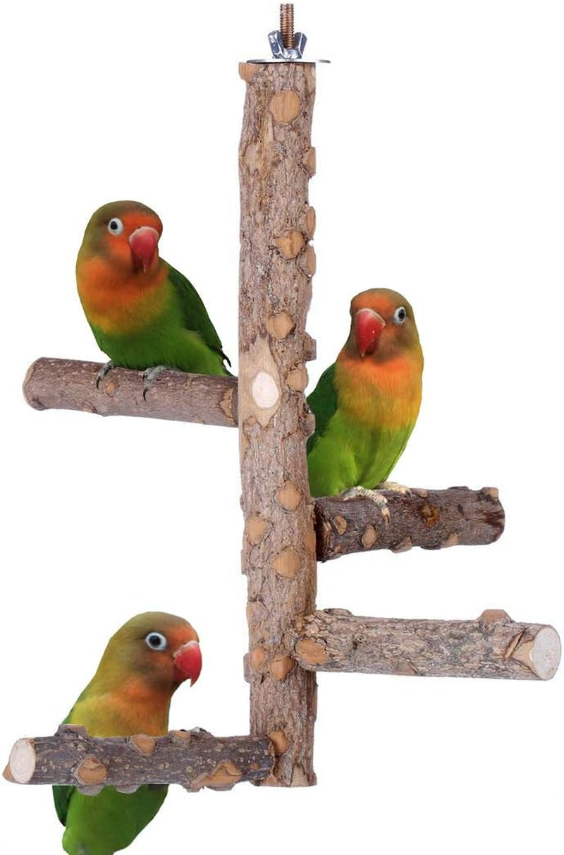 Birds of a Feather Spa Together: The Chillaxin' Lounge for Parrots Who Love to Preen and Prance!