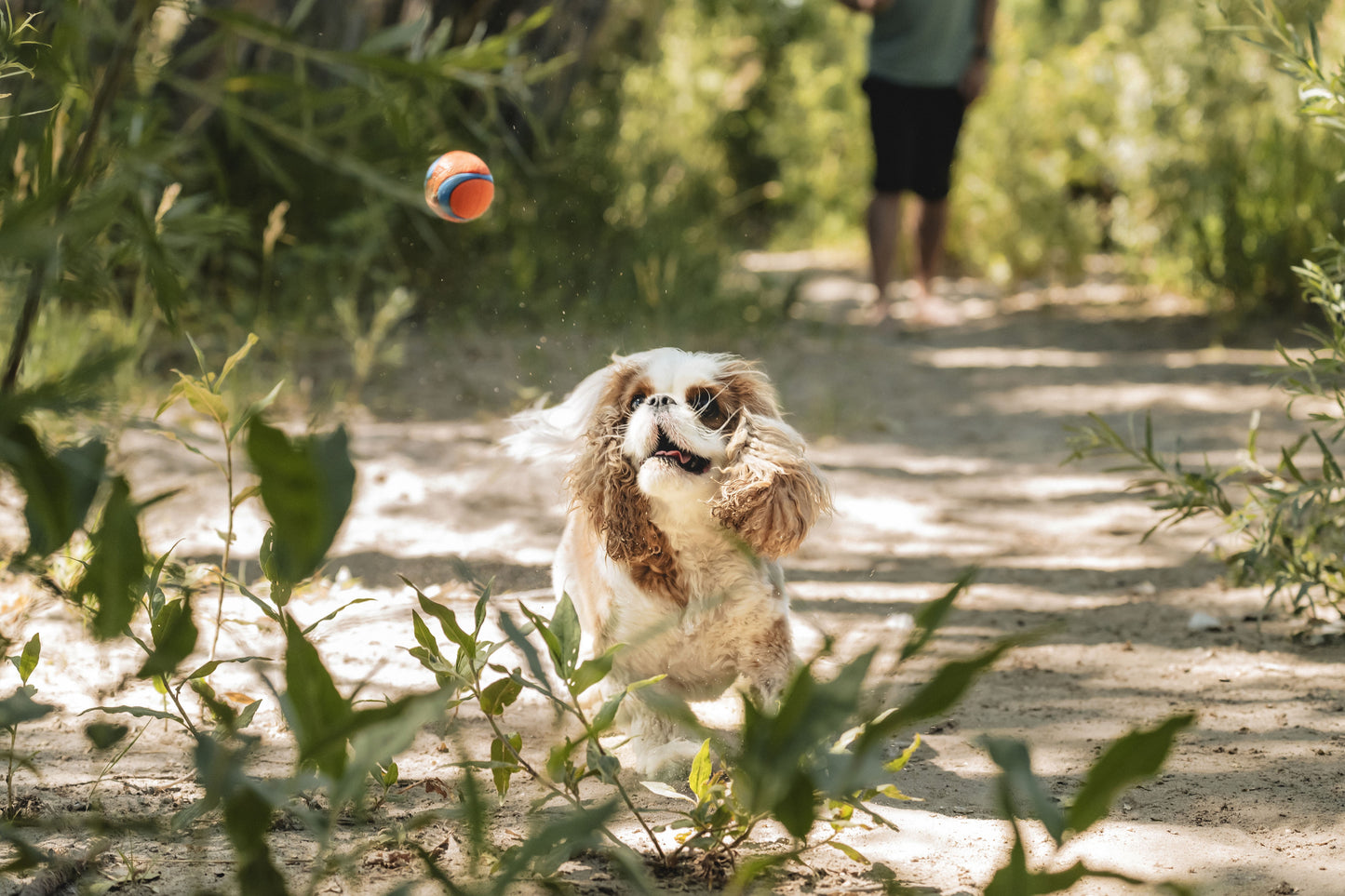 Ultra Ball Rubber Fetch Dog Toy, Small for Dogs up to 20 Lb, Pack of 2, Multcolor