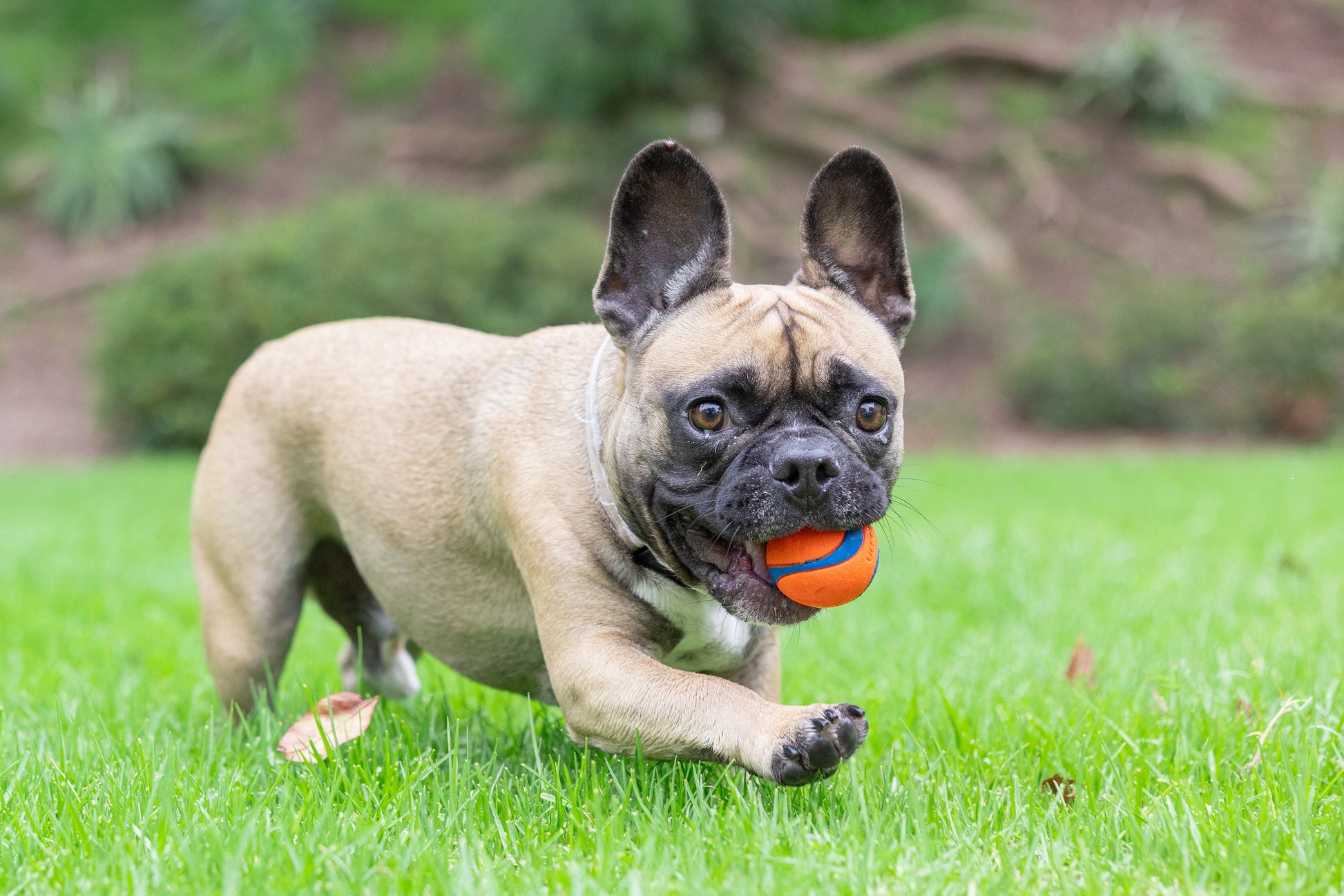 Ultra Ball Rubber Fetch Dog Toy, Small for Dogs up to 20 Lb, Pack of 2, Multcolor