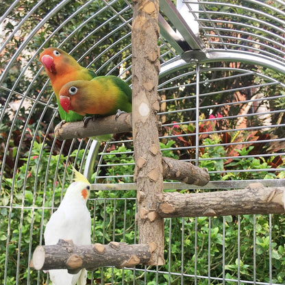 Birds of a Feather Spa Together: The Chillaxin' Lounge for Parrots Who Love to Preen and Prance!